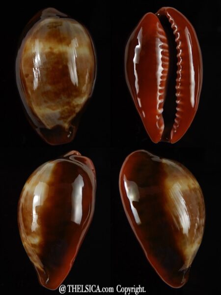 Zonaria pyrum insularum nigromarginata ... 34,60 mm Gem -0