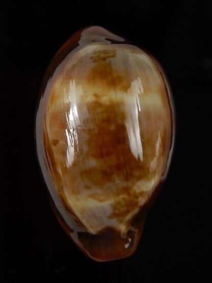 Zonaria pyrum insularum nigromarginata ... 34,60 mm Gem -46057