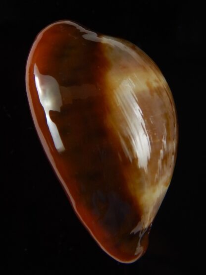Zonaria pyrum insularum nigromarginata ... 34,60 mm Gem -46061