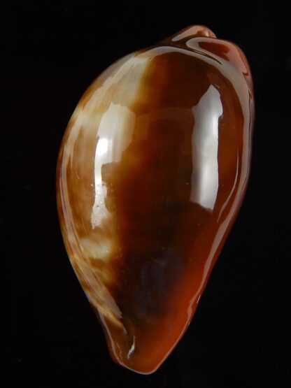 Zonaria pyrum insularum nigromarginata ... 34,60 mm Gem -46058