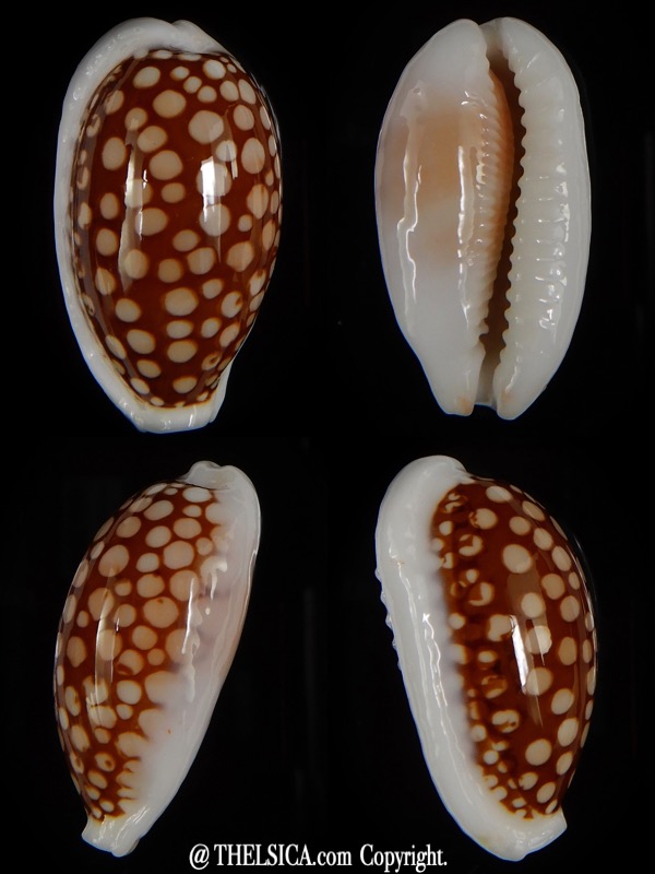 Cribrarula cribraria .... Big size ... 36,18 mm Gem-0