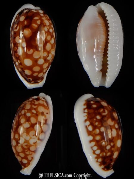 Cribrarula cribraria ....SP pattern - Big size ... 36,82 mm F+++/Gem-0