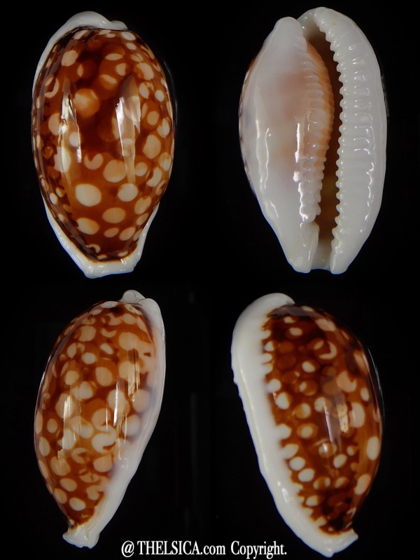 Cribrarula cribraria ....SP pattern - Big size ... 36,82 mm F+++/Gem-0