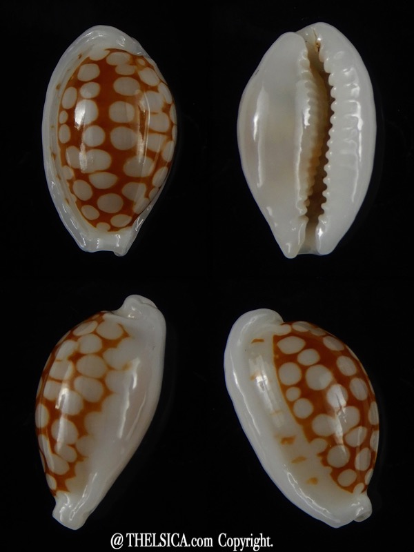 Cribrarula cribraria " SP" Dwarf ...16,81 mm Gem -46296