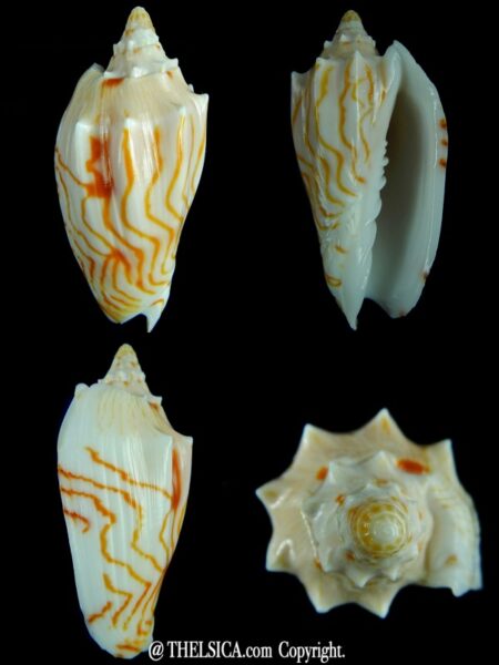 Cymbiola perplicata 69,32 mm Gem -0