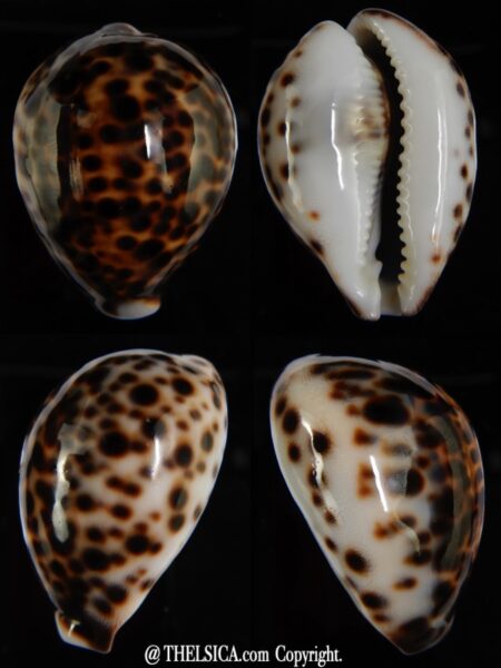 Cypraea tigris tigris ...DWARF... 46,44 mm Gem -0