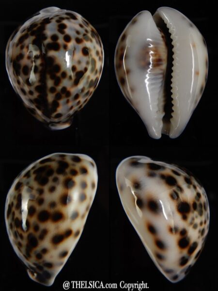 Cypraea tigris tigris ...DWARF... 48,02 mm Gem-0