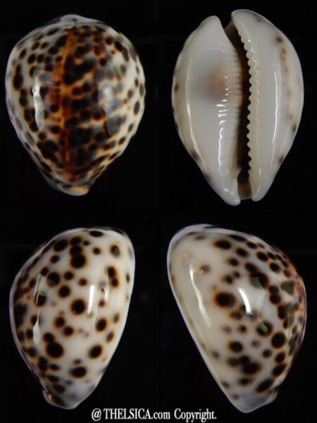 Cypraea tigris tigris ...DWARF... 48,76 mm Gem-0