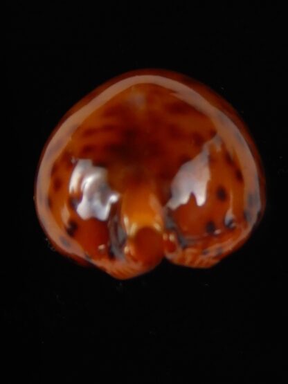 Pustularia globulus sphaeridium .. Darck ... 21,61 mm Gem-46243