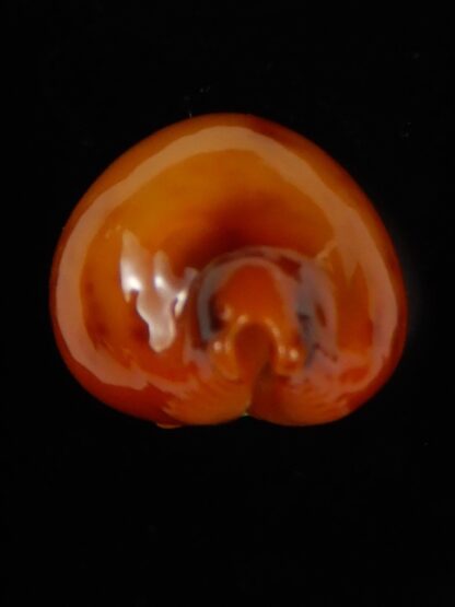 Pustularia globulus sphaeridium .. Darck ... 19,14 mm Gem-46217