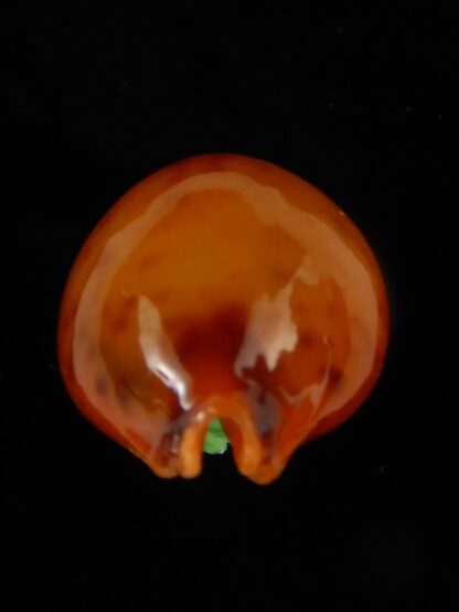 Pustularia globulus sphaeridium .. Darck ... 19,14 mm Gem-46218