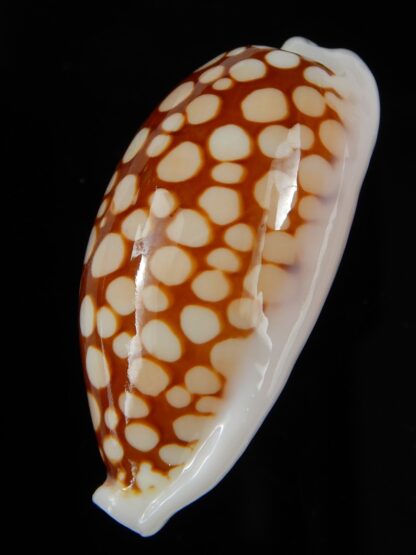 Cribrarula cribraria ... Big size 36,86 mm Gem-46188