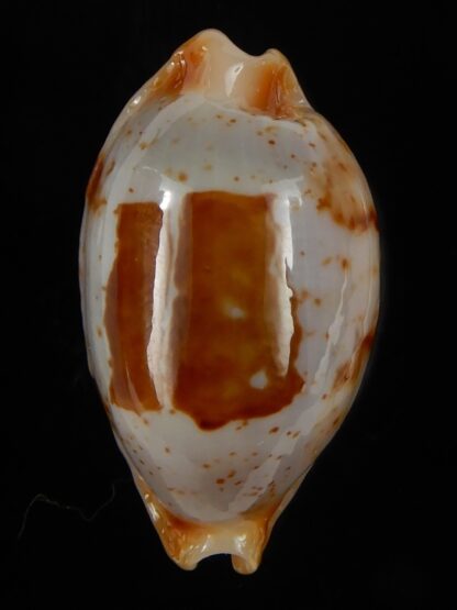 Bistolida stolida "Olango" 22,02 mm Gem-46271