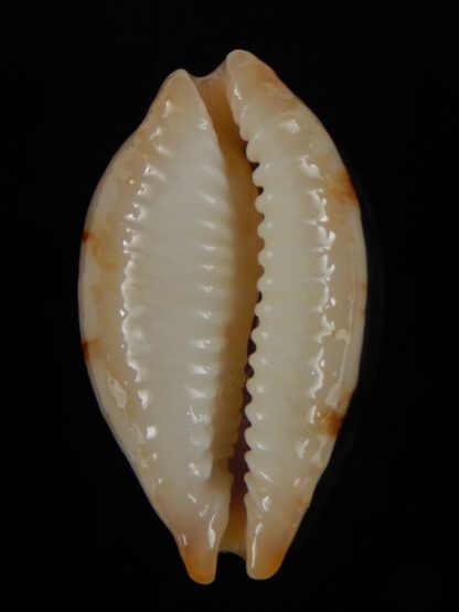 Bistolida stolida "Olango" 22,02 mm Gem-46269