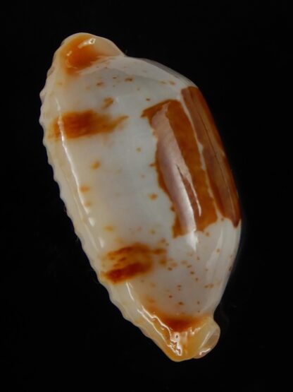 Bistolida stolida "Olango" 22,02 mm Gem-46272