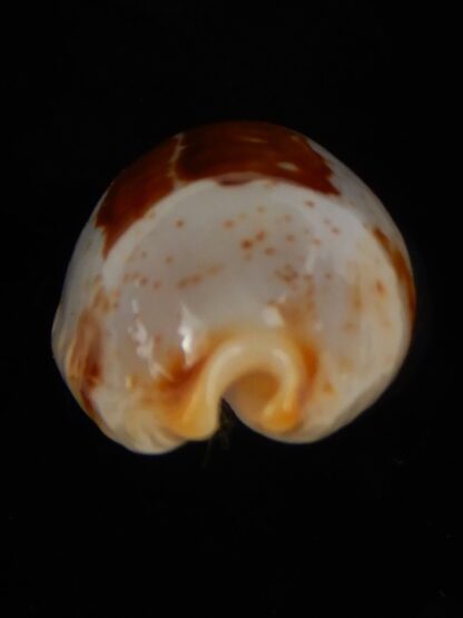 Bistolida stolida "Olango" 22,02 mm Gem-46273