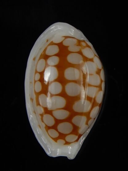 Cribrarula cribraria " SP" Dwarf ...16,81 mm Gem -46300