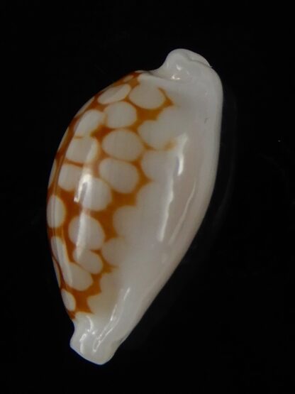 Cribrarula cribraria " SP" Dwarf ...16,81 mm Gem -46303