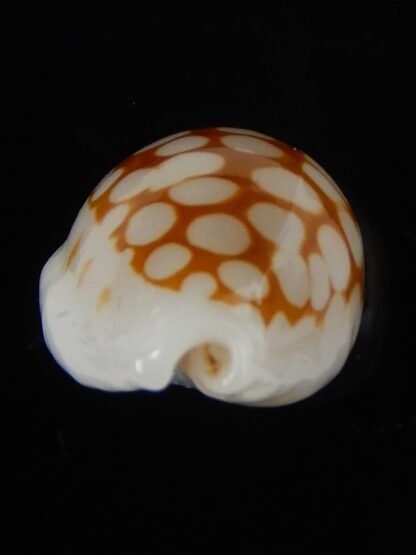 Cribrarula cribraria " SP" Dwarf ...16,81 mm Gem -46302