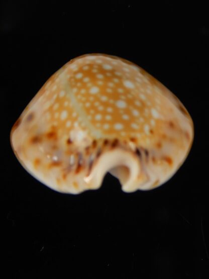 Naria lamarkii redimita phuketensis 28,31 mm Gem-46341