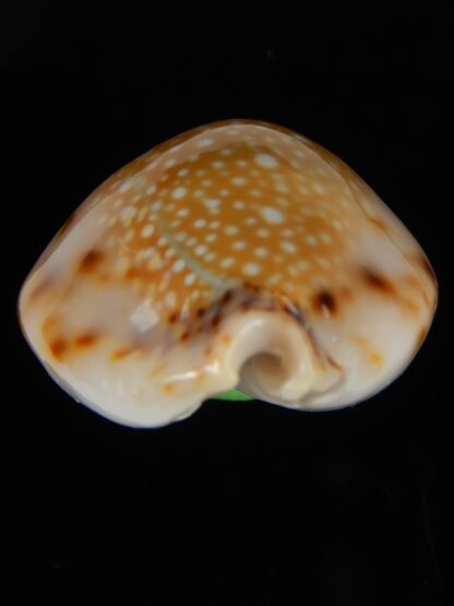 Naria lamarkii redimita phuketensis 28,37 mm Gem -46354