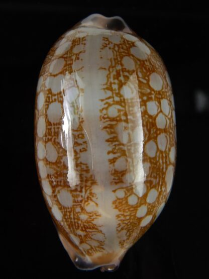 Mauritia scurra hivaensis 47,73 mm Gem-46473