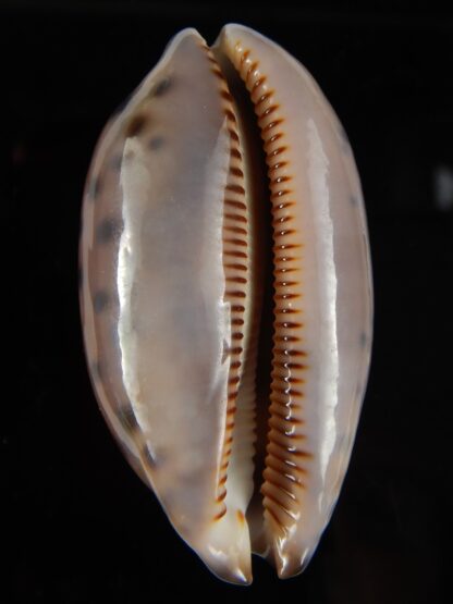 Mauritia scurra hivaensis 47,73 mm Gem-46474