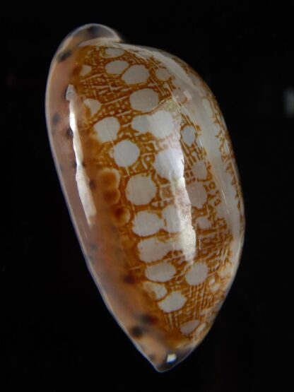 Mauritia scurra hivaensis 47,73 mm Gem-46476