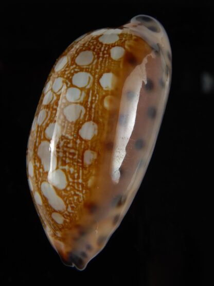 Mauritia scurra hivaensis 47,73 mm Gem-46475