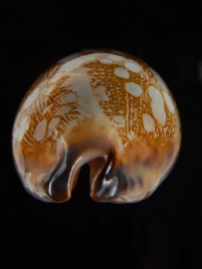 Mauritia scurra hivaensis 47,73 mm Gem-46478