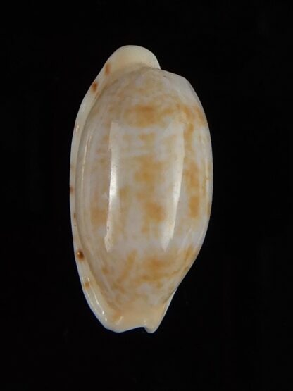 Talostolida subteres 19,55 mm Gem-46570