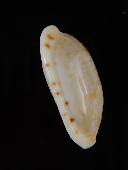 Talostolida subteres 19,55 mm Gem-46575