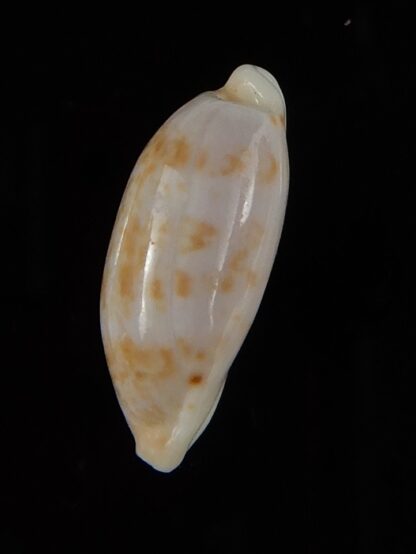 Talostolida subteres 19,55 mm Gem-46573