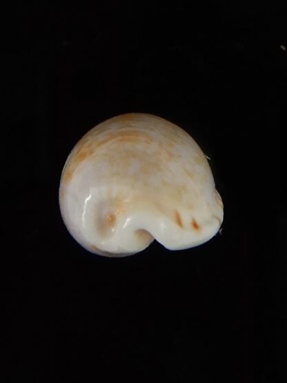 Talostolida subteres 19,55 mm Gem-46571