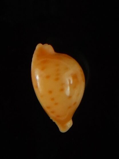 Pustularia bistrinotata sublaevis 11,80 mm Gem -46513