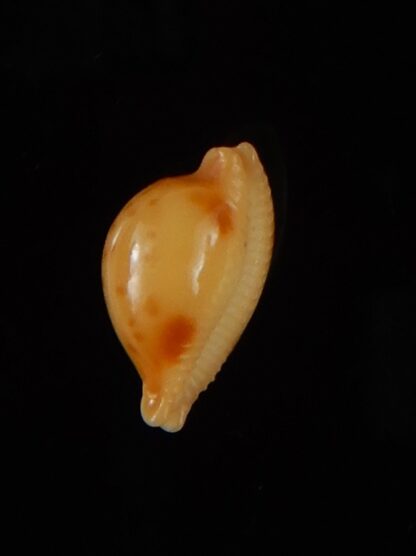 Pustularia bistrinotata sublaevis 11,80 mm Gem -46511