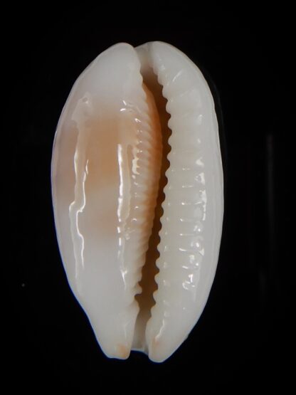 Cribrarula cribraria .... Big size ... 36,18 mm Gem-46652