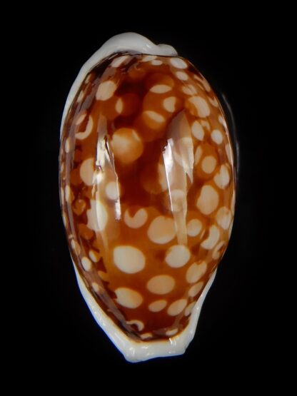 Cribrarula cribraria ....SP pattern - Big size ... 36,82 mm F+++/Gem-46665