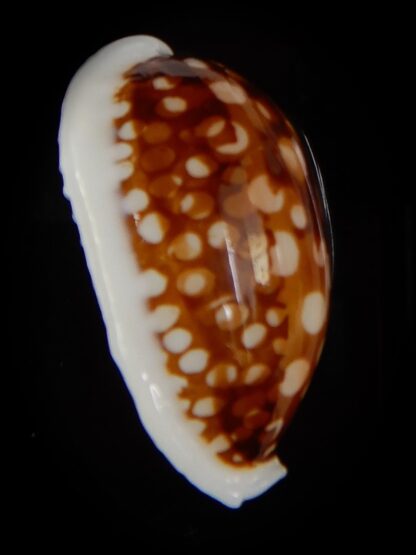 Cribrarula cribraria ....SP pattern - Big size ... 36,82 mm F+++/Gem-46667