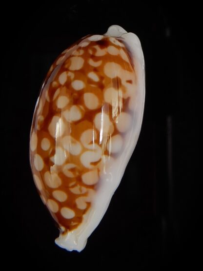 Cribrarula cribraria ....SP pattern - Big size ... 36,82 mm F+++/Gem-46669