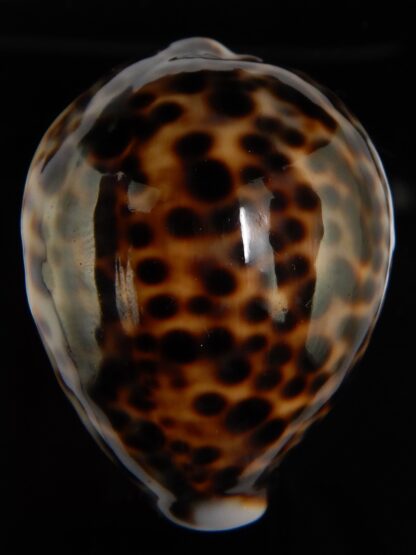Cypraea tigris tigris ...DWARF... 46,44 mm Gem -46679