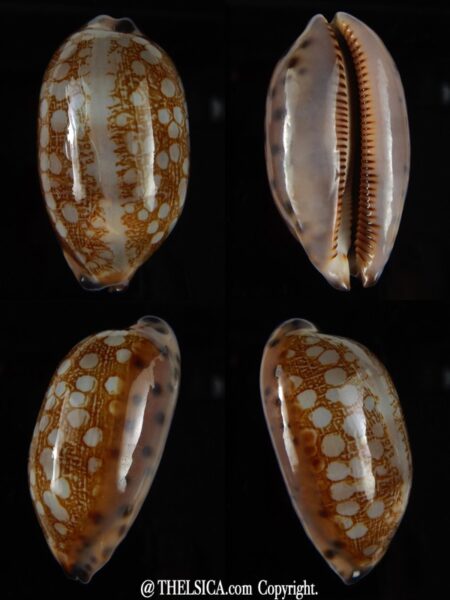 Mauritia scurra hivaensis 47,73 mm Gem-0
