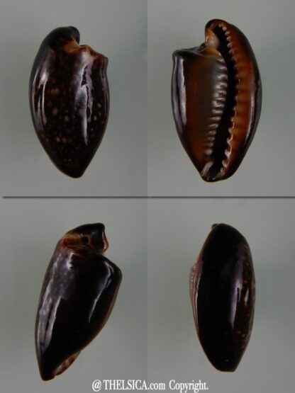 Monetaria caputserpentis " freack " 26,27 mm-0