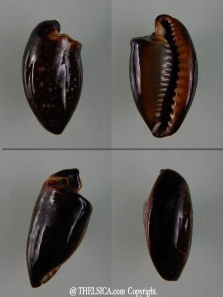 Monetaria caputserpentis " freack " 26,27 mm-0