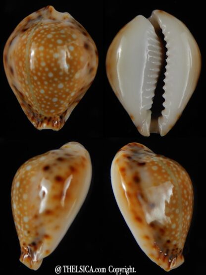 Naria lamarkii redimita phuketensis 28,31 mm Gem-0