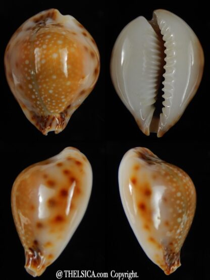 Naria lamarkii redimita phuketensis 28,50 mm Gem-0