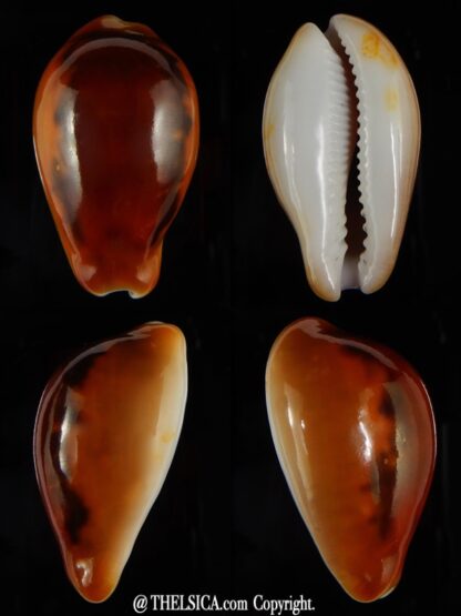 Neobernaya spadicea .. " Rusty " 44,85 mm Gem-0