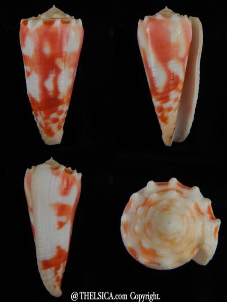 Phasmoconus merleti 51,23 mm Gem-0