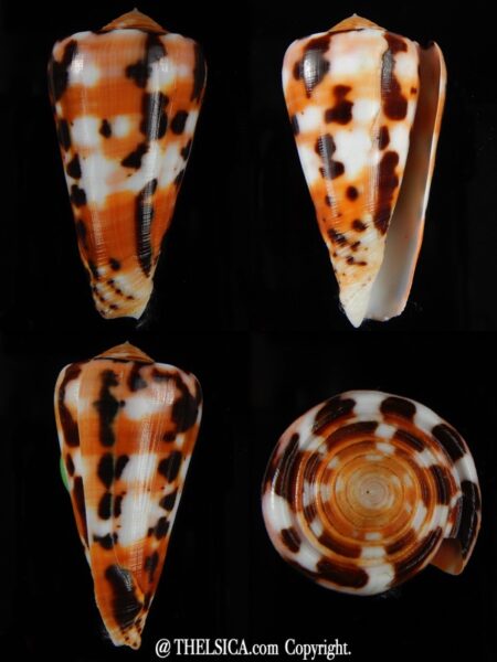 Pionoconus barthelemyi 56.44 mm F+++ / Gem-0