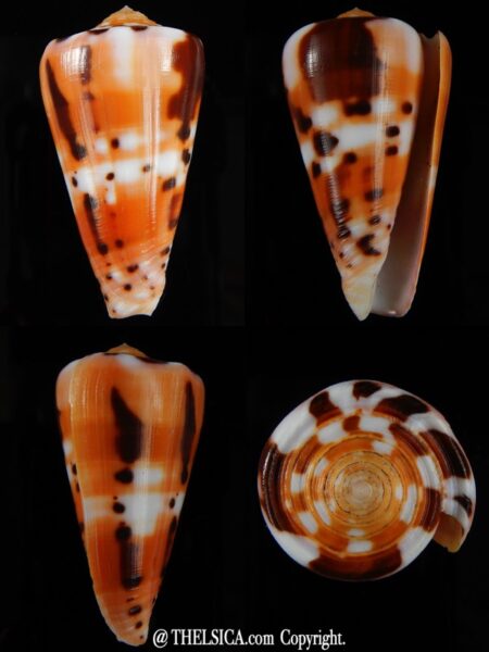 Pionoconus barthelemyi 57.19 mm Gem-0